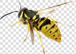 Hornet Png Pic   North American Yellow Jacket  Transparent Png