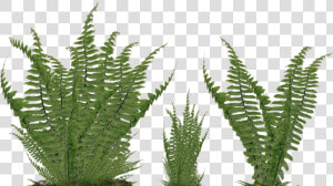 Foliage Png  foliage Png   Fern Png  Transparent Png