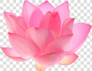 Indian Sacred Nelumbo Nucifera   Pink Lotus Flower Png  Transparent Png