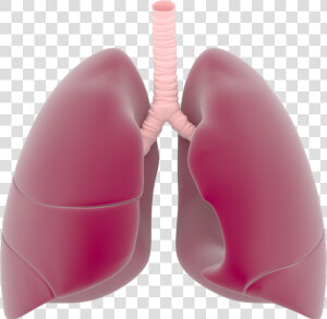 Lungs Png   Transparent Lungs Png  Png Download