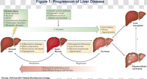 Kavitha1   Pathophysiology Of Chronic Liver Cell Disease  HD Png Download