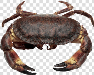 Download This High Resolution Crab High Quality Png   Brown Crab  Transparent Png