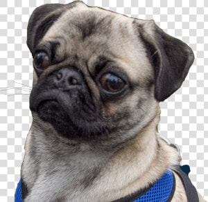 Minecraft Curseforge   Pug   Pug  HD Png Download