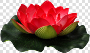 Red Lotus Png Flower   Red Lotus Flower Png  Transparent Png