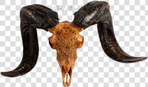 Carved Ram Skull   Horn  HD Png Download