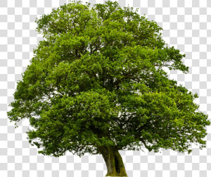 Big Tree  Pictures V   Oak Meaning In Hindi  HD Png Download