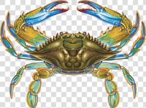 Crab   Crab Symmetry  HD Png Download