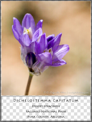 Swft20 Desert Hyacinth   Snow Crocus  HD Png Download