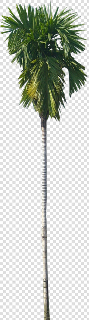 Find This Pin And More On Tree Cut Out  Cambodian Plants   Betel Nut Palm Png  Transparent Png