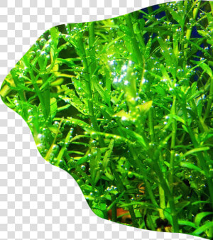 Freshwater Aquarium  HD Png Download