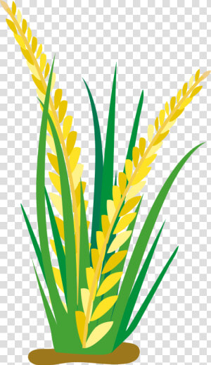 Field Clipart Rice Clip Arts For Download   Rice Plant Clipart Png  Transparent Png