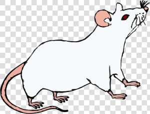 Topo Bianco   Rat  HD Png Download