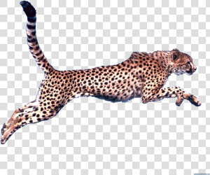 Cheetah Clip Art   Cheetah Running Transparent Background  HD Png Download