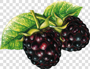 Blackberry Png   Blackberry Clipart Transparent Background  Png Download