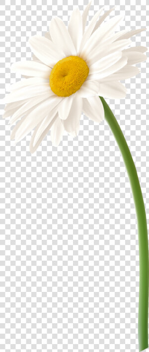 White Gerbera Flower Png Clip Art Imageu200b Gallery   Transparent Daisy Flower Png  Png Download