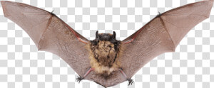 Small Bat Open Wings Clip Arts   Bat With Wings Open  HD Png Download