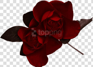 Dark Flowers Png   Dark Red Rose Png  Transparent Png