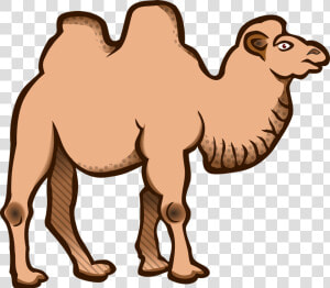 Wild Bactrian Camel Cartoon  HD Png Download