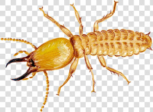 Termite Png Photo   Do Termites Look Like In Australia  Transparent Png