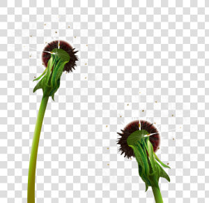 Dandelion Clipart Two Flower   Dandelion  HD Png Download