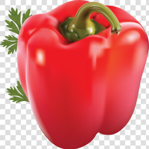 Pepper Png Image   One Red Bell Pepper  Transparent Png