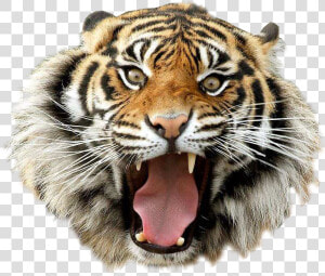 Angry Tiger Transparent Image Animal Graphic Image   Tiger Png Image Hd  Png Download