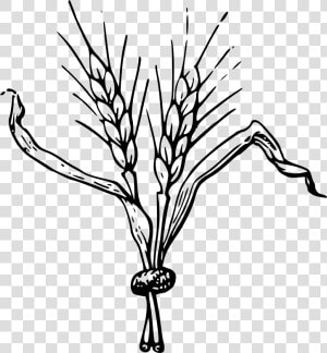 Jpg Royalty Free Grain Drawing Easy   Clip Art Of Barley  HD Png Download