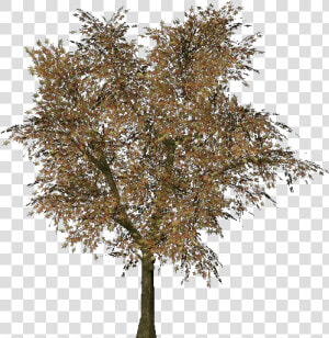 Norway Maple Tree Png  Transparent Png