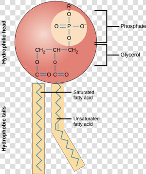 Chemical Structure Of Plasma Membrane  HD Png Download