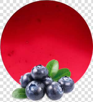 Blueberries Png  Transparent Png