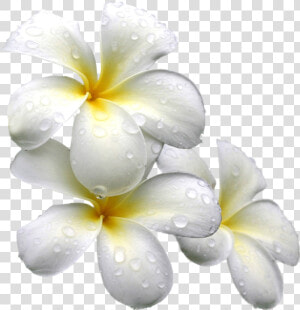 White Exotic Flower Png  Transparent Png