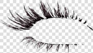  lashes   Eyelash Extensions  HD Png Download