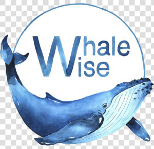 Transparent Whales Png  Png Download