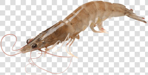 Png Transparent Vannamei Prawn Png  Png Download