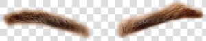 Cara Delevingne Eyebrows Png  Transparent Png