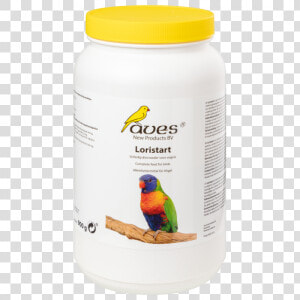 Lorikeet  HD Png Download