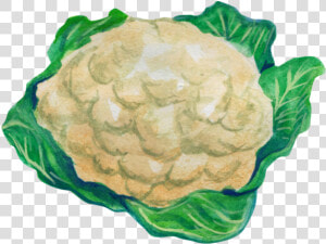 Cauliflower Drawing Leaf   Sayur Kol Animasi Png  Transparent Png