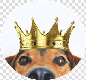  coroa  dog  cachorro   Transparent Background King Crown Png  Png Download