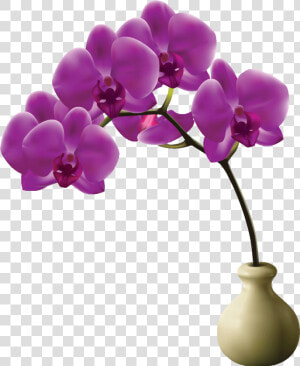 Orchidée En Png  Transparent Png