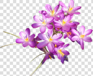  crocus   Tommie Crocus  HD Png Download