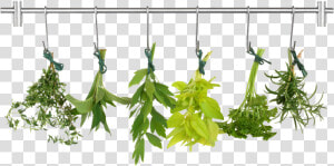 Herb Png Pic   Herb Png  Transparent Png