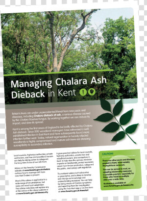 Chalara Ash Dieback   Tree  HD Png Download