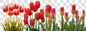 Transparent Hyacinth Png   Tulip Flower Garden Png  Png Download