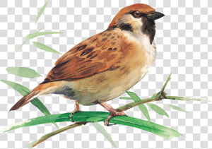 Sparrow Png Picture Clipart   Hình Ảnh Chim Sẻ  Transparent Png