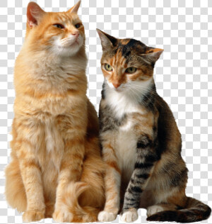 Cats Background Cat Transparent   Two Cats Sitting Together  HD Png Download