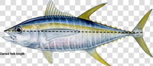 Yellow Fin Tuna  HD Png Download