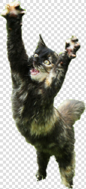  cat  paws   Cat Yawns  HD Png Download