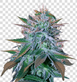 White Widow Autoflower   Blue Cheese Auto Strain King Crop  HD Png Download