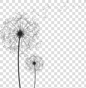 Portable Network Graphics Clip Art Image Vector Graphics   Black And White Dandelion Art  HD Png Download