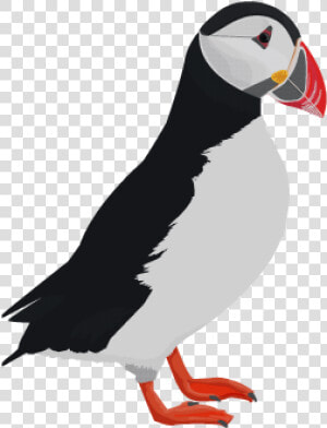 Puffin   Puffin Png Clipart  Transparent Png